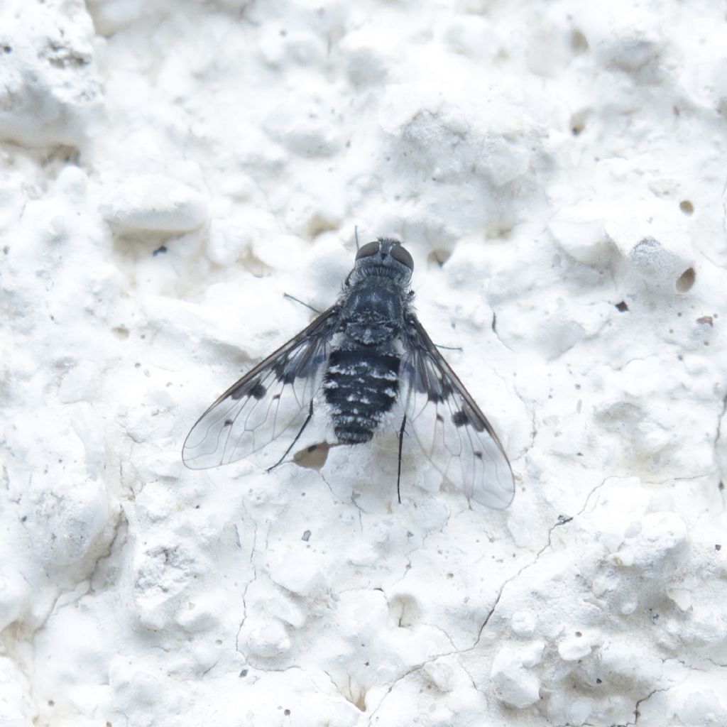 Bombyliidae: Anthrax trifasciatus